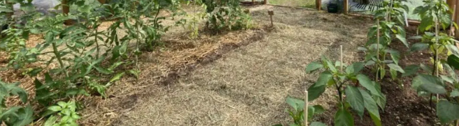 Jardin potager pour autonomie